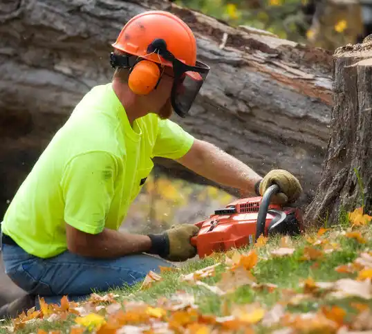 tree services Maple Ridge